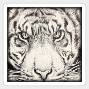 Eyes of the Tiger Sticker